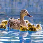 Tarrywile Park mother and baby ducks on pond