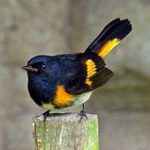 Tarrywile Park photo of the bird, american redstart