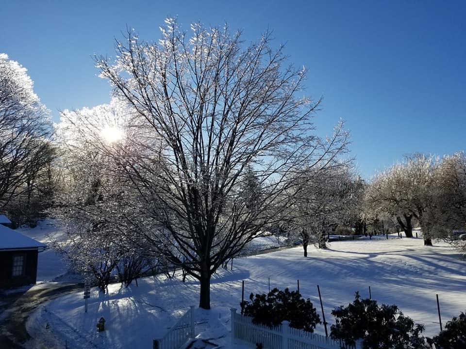 Tarrywile Mansion lawns and dogwood tree covered in snow and ice